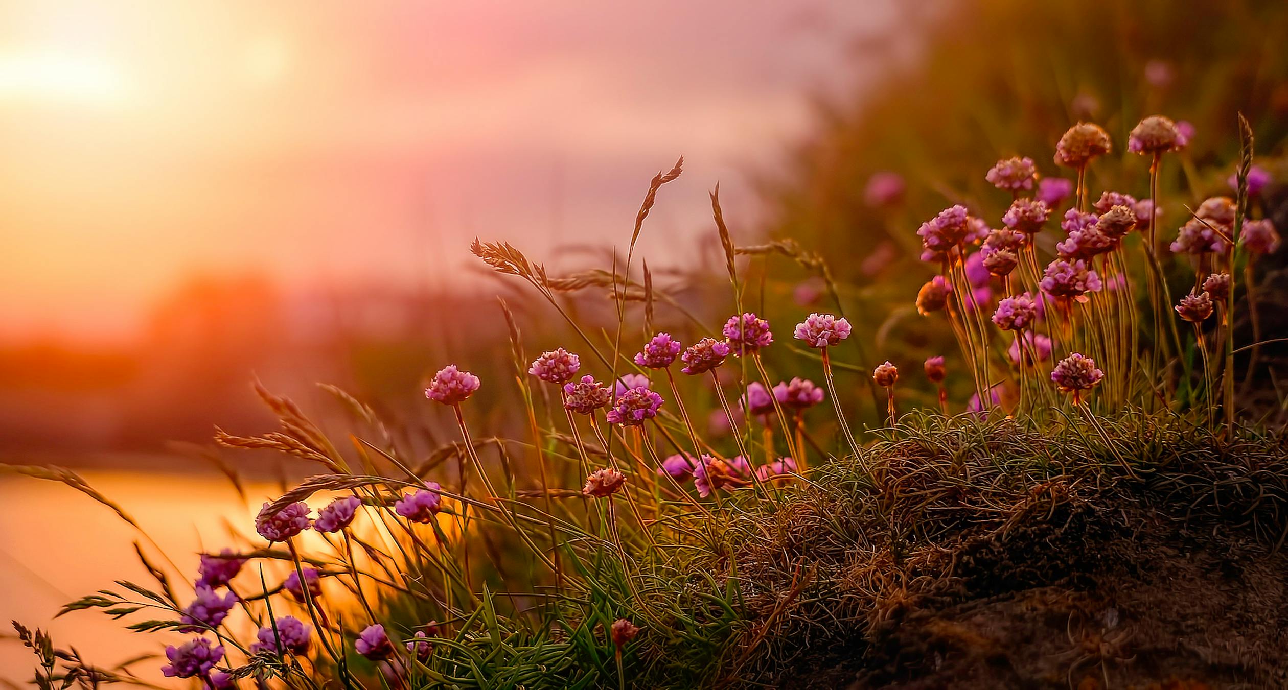 Beautiful flower 1