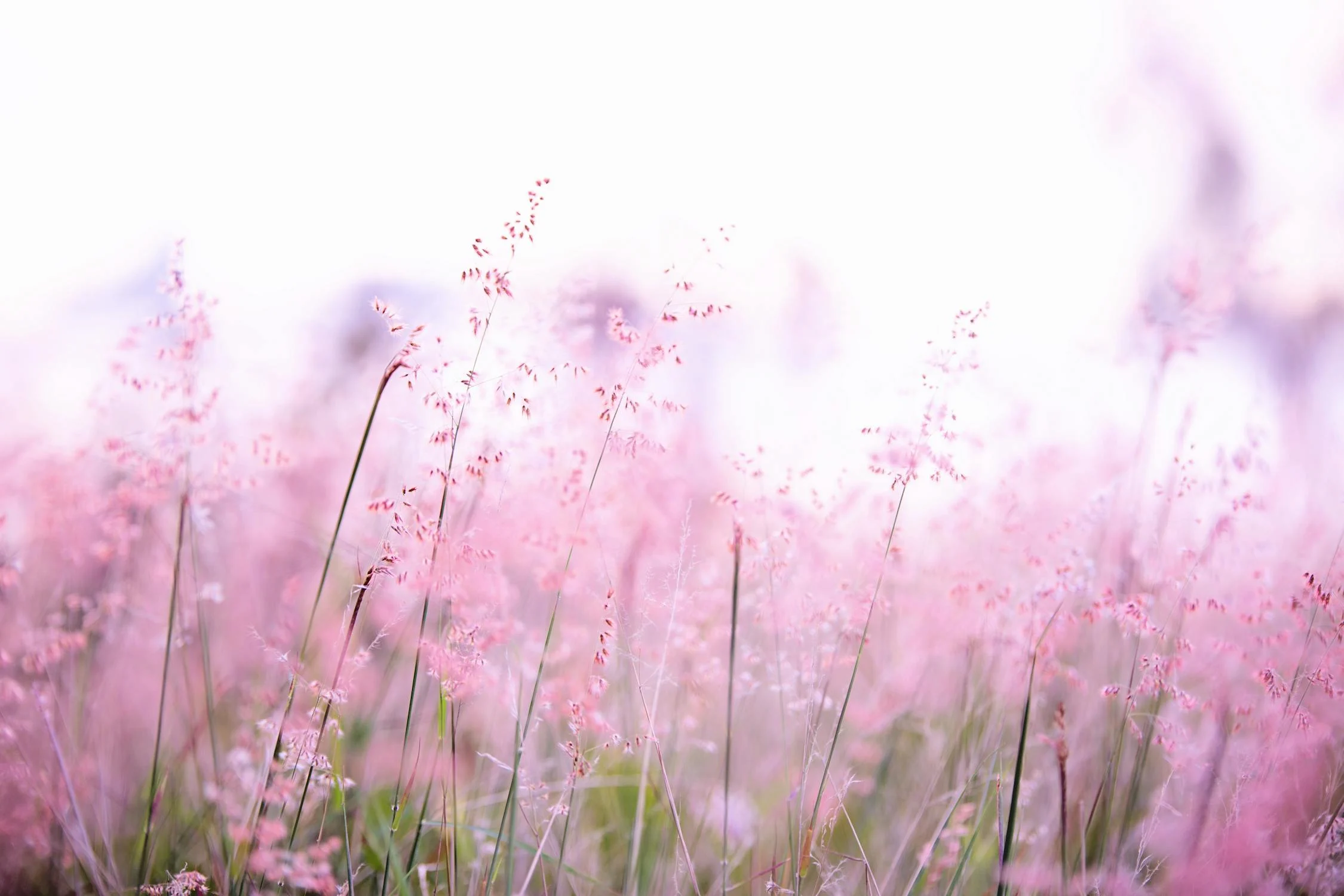 Beautiful flower 2