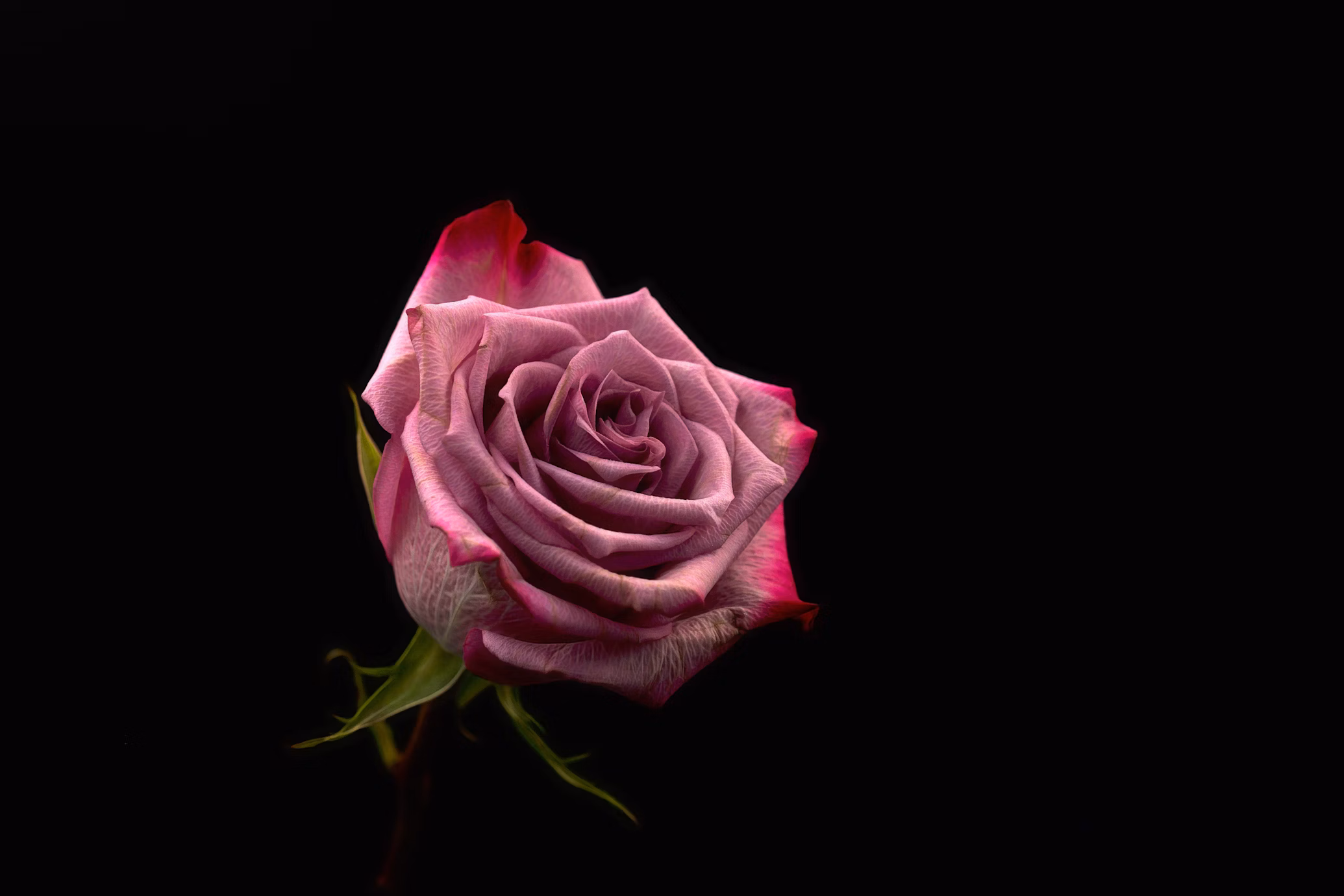 rose 