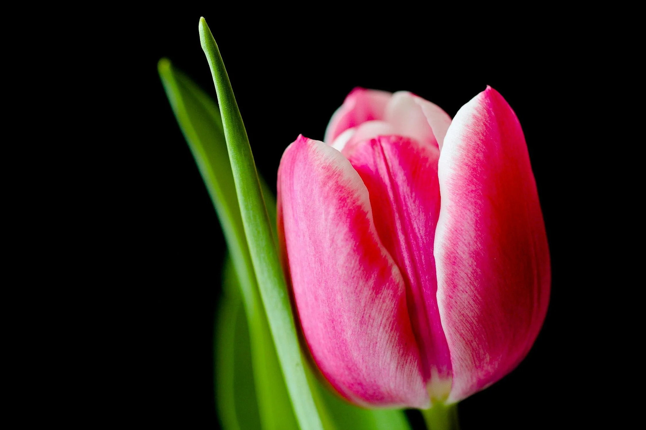 tulip