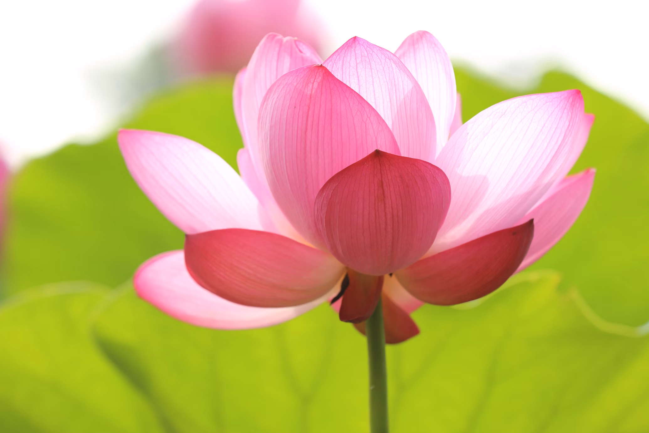 Photo of beautiful flower