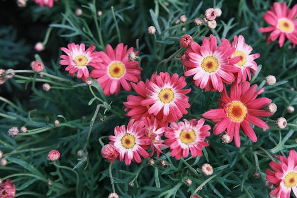 Photo of beautiful  flower