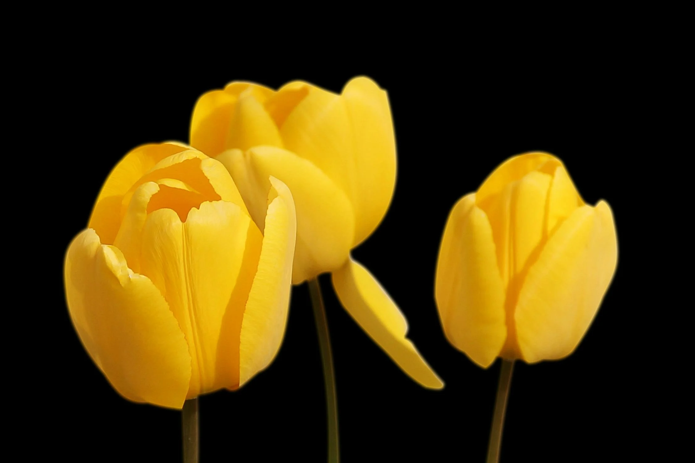 Photo of beautiful  flower