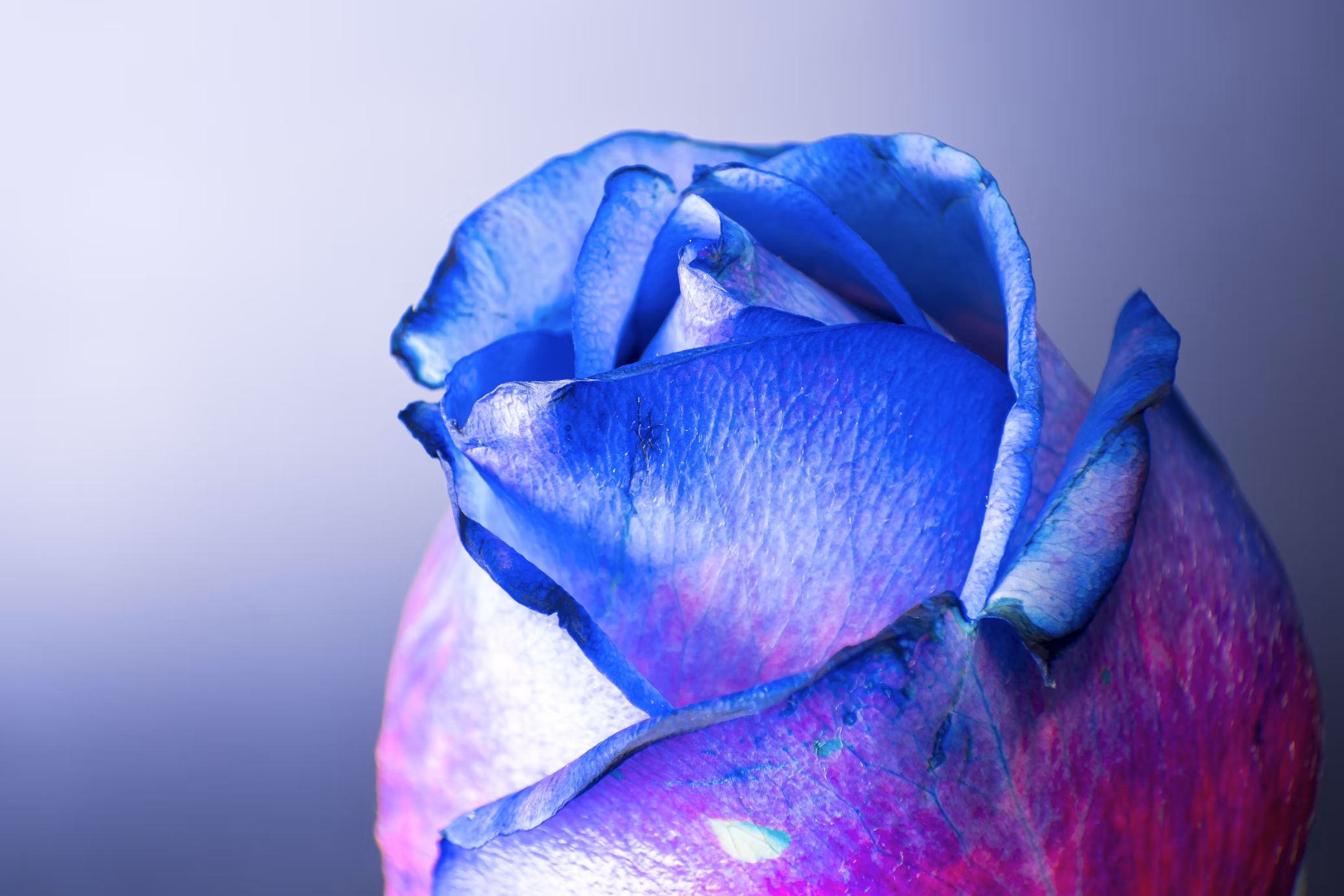 Photo of beautiful  flower