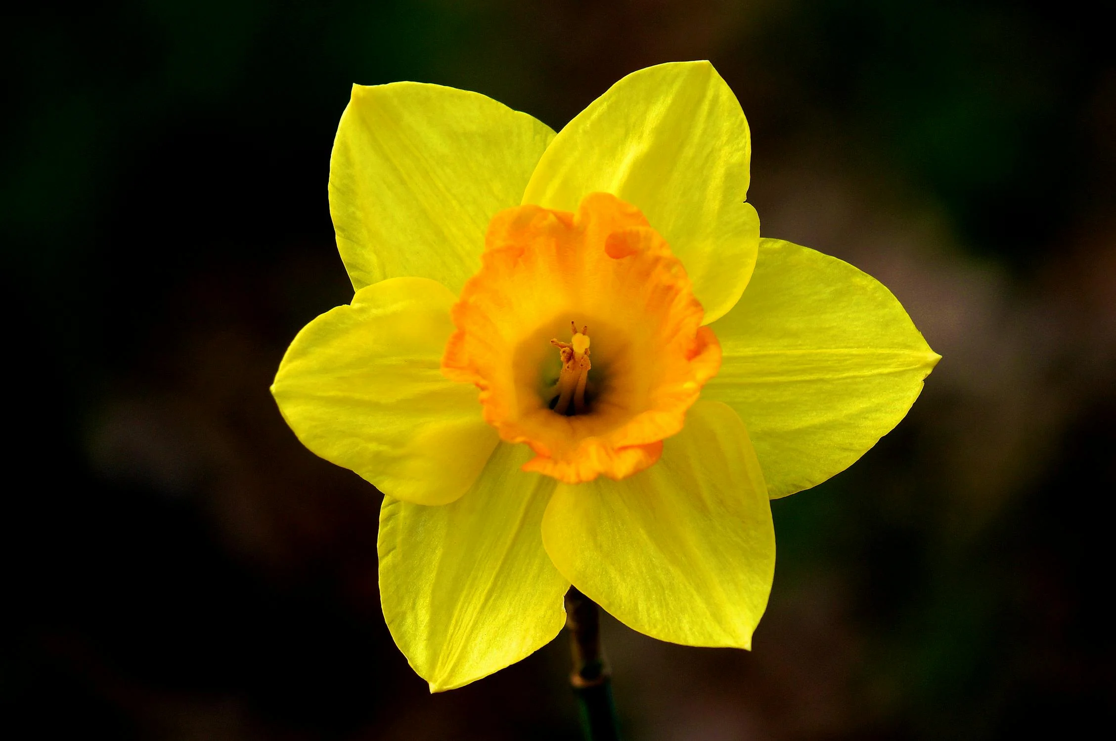 Photo of beautifully flower