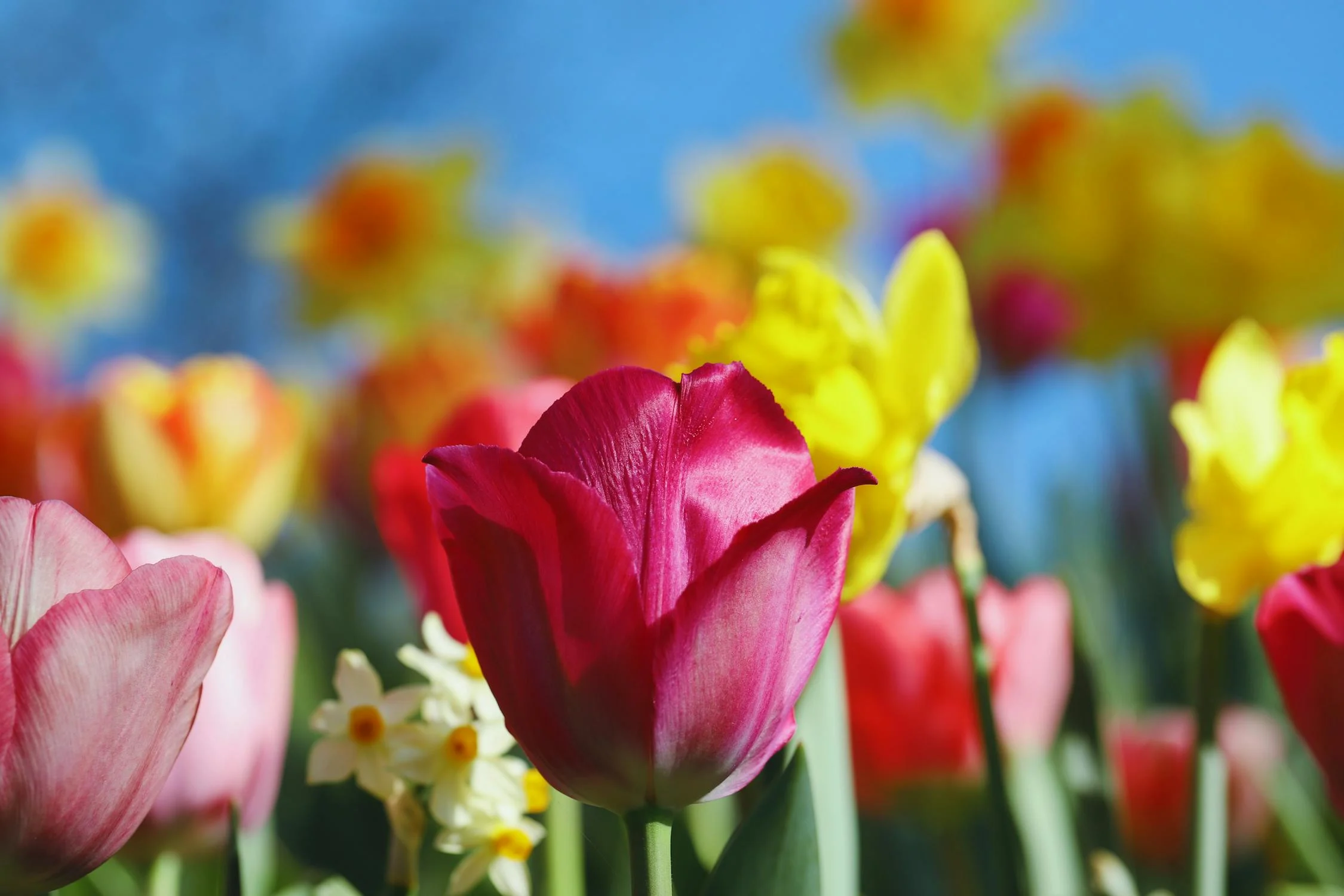 Photo of beautiful  flower