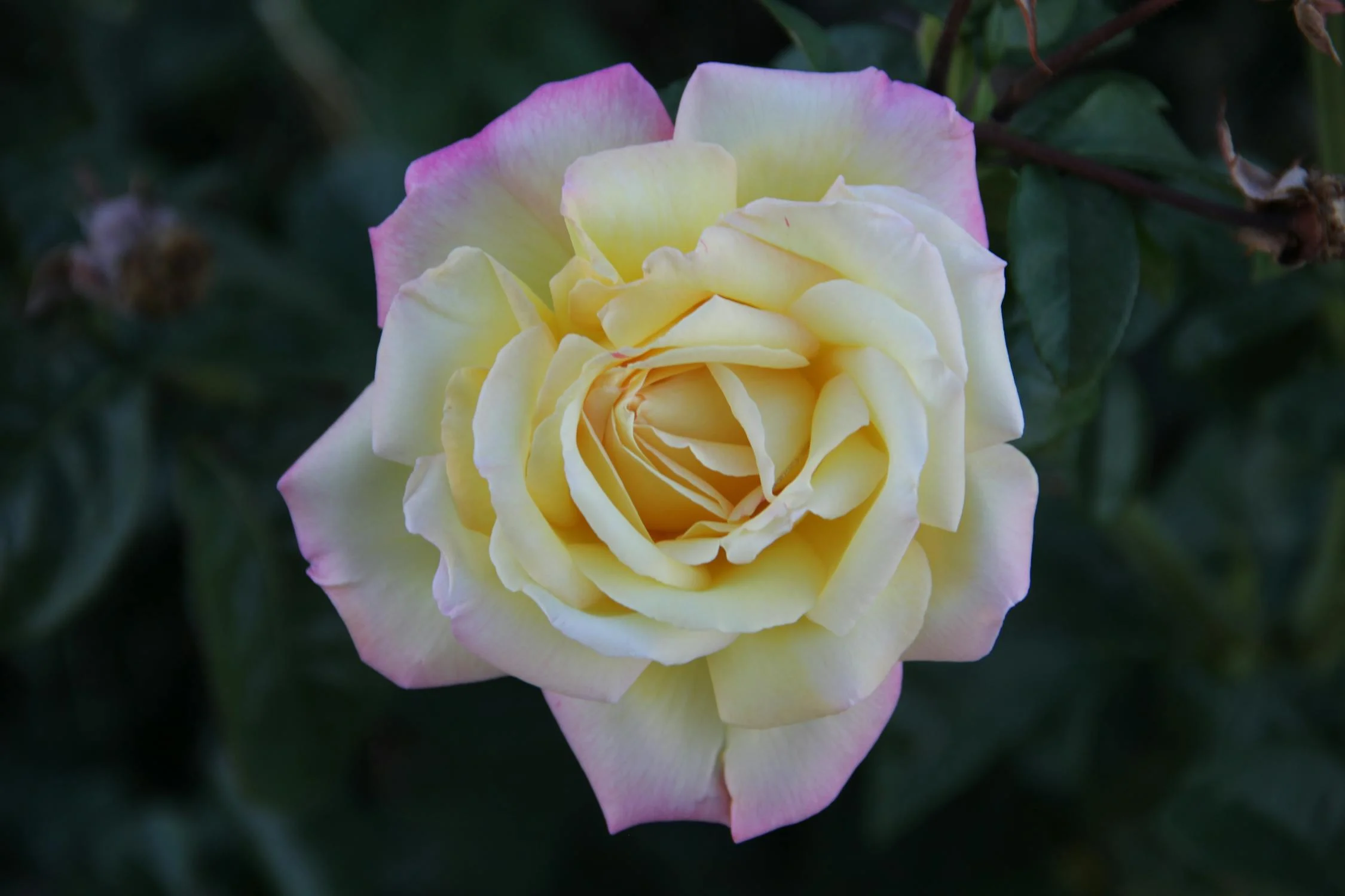 Photo of beautiful  flower