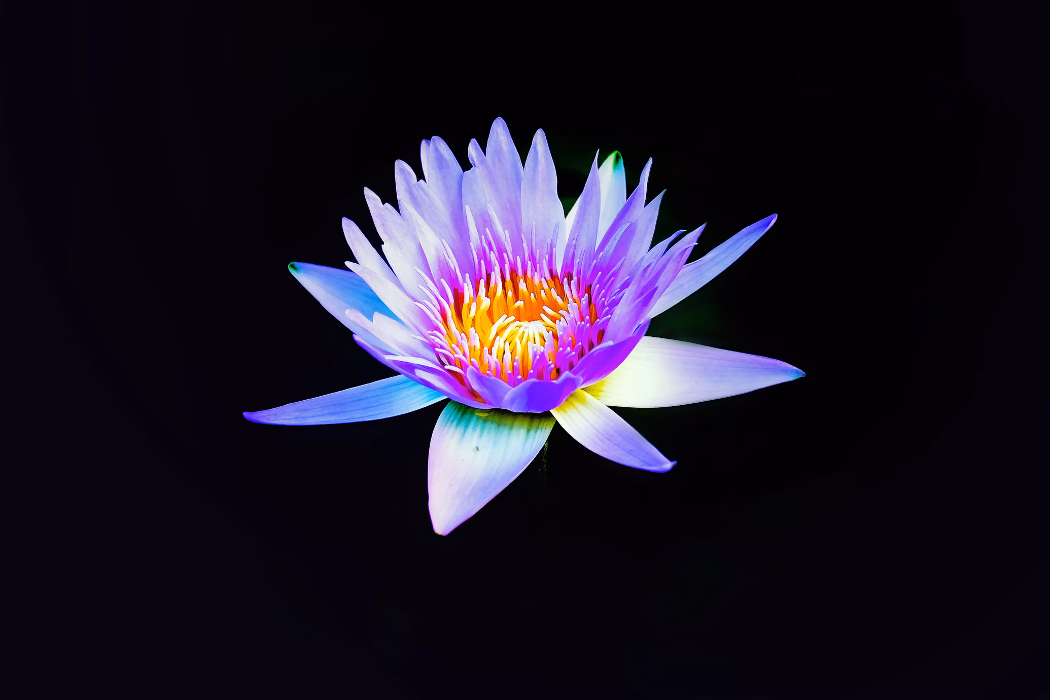 Photo of beautiful  flower