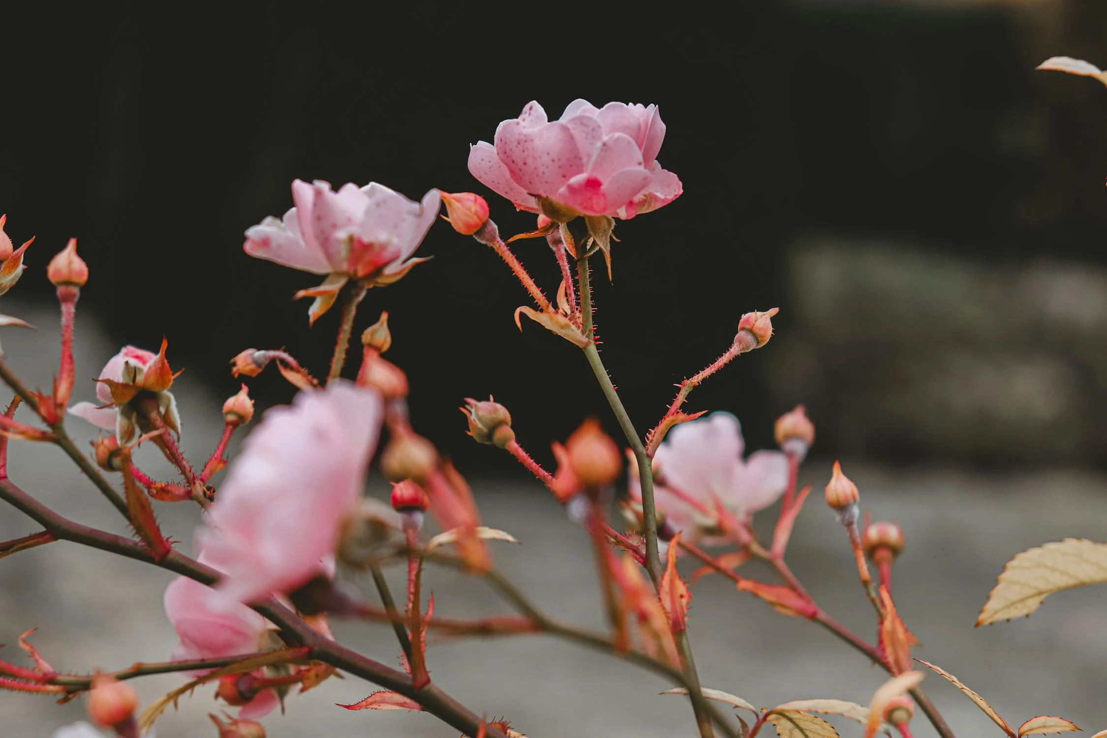 Photo of beautiful  flower