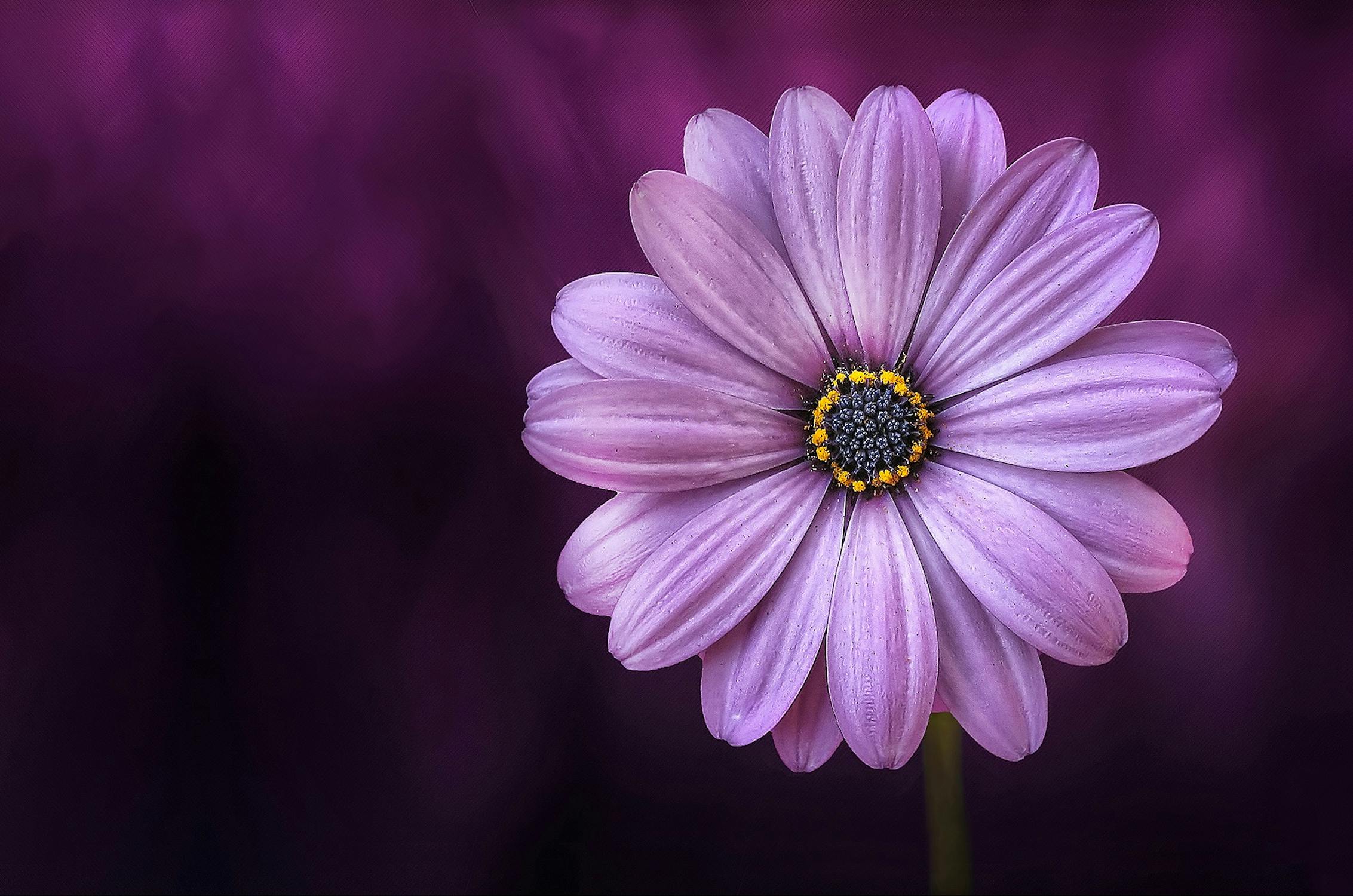 Photo of beautiful  flower